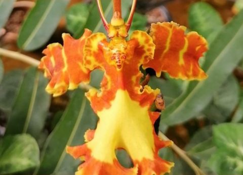 Экзотическая орхидея психопсис впервые зацвела в Сибирском ботаническом саду Томского государственного университета